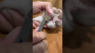 Removing hyperkeratosis on my dog’s paw Please subscribe ❤️❤️❤️ [upl. by Enitsirt]