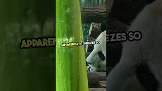 The Sneezing Baby Panda Hilarious Reactions [upl. by Hickie]