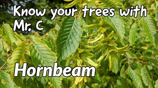 Hornbeam [upl. by Farnham]