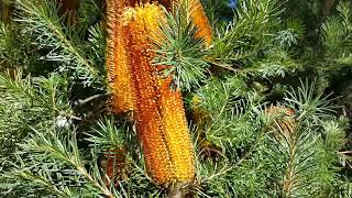 Banksia spinulosa  Hairpin Banksia HD 03 [upl. by Atinnek]