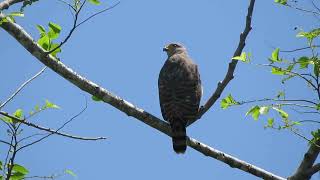 Roadside Hawk vocalizing Rupornis magnirostris [upl. by Olympie]