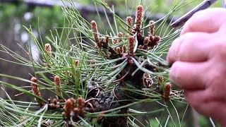 Austrian Pine bonsai May 2015 [upl. by Wilhelm]