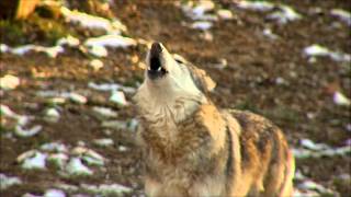 Awesome Wolf Howling Compilation [upl. by Gaynor]