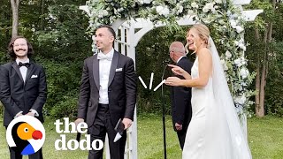 Stray Cat Crashes Couples’ Wedding  The Dodo [upl. by Sirroned790]