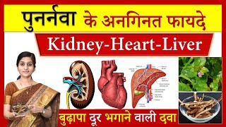 7 Amazing Health Benefits of Punarnava पुनर्नवा  पुनर्नवा के अनगिनत फायदे Boerhavia diffusa [upl. by Esineg]