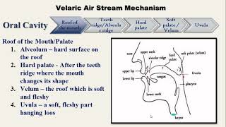 Phonetics  Speech Mechanism  Articulatory System Organs of Speech [upl. by Iveson394]