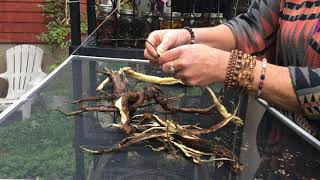 The Medicine Is In The Roots Medicinal Burdock Roots LIKE👍 SUBSCRIBE✅ RING BELL🔔 SHARE💖💖💖 [upl. by Oicnerual]