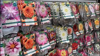 ГЕОРГИНЫ Интересные Сорта на Весну 2022г Dahlia varieties Dahlia Tubers London [upl. by Barthel]