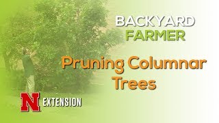 Pruning Columnar Trees [upl. by Aicnelev403]