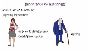 Autophagy  the 2016 Nobel Prize in Physiology or Medicine [upl. by Eecrad]