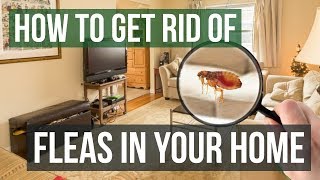 How to Get Rid of Fleas in Your Home 3 Easy Steps [upl. by Gnoix]