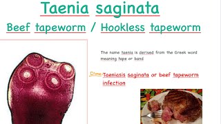 Taenia saginata [upl. by Jill]