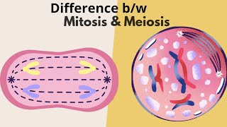 quotUnderstanding Mitosis and Meiosis A Comprehensive Guide to Cell Divisionquot [upl. by Annehs]