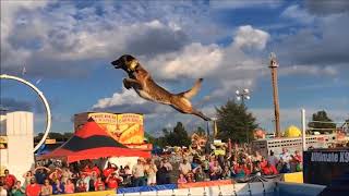 Belgian Malinois Amazing Athlete [upl. by Hun]