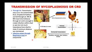 Mycoplasmosis or CRD TREATMENT amp CONTROL in Poultry  Webinar to VetNepal Vets of Nepal [upl. by Okier]