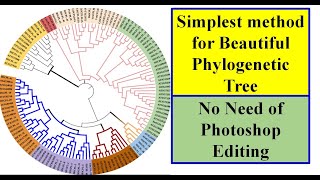 Phylogenetic Tree Construction iTol Genomewidestudy [upl. by Orel]