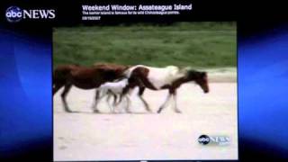 Good Morning America show featuring Assateague Explorer Cruises [upl. by Morrison]