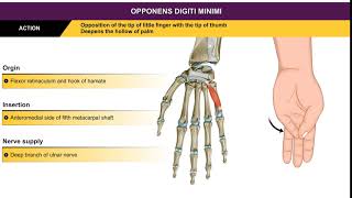 Opponens digiti minimi  Hypothenar muscles  Animation without narration [upl. by Nahtnanhoj]