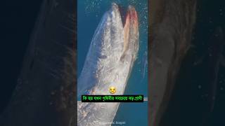 নীল তিমির মৃত্যুর পর বিস্মকরভাবে যা ঘটে 🥺 mayajaal unkonwnfacts bluewhalefacts [upl. by Animas375]