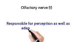 Function of olfactory nerve [upl. by Drahsir]