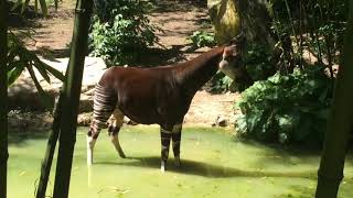 Okapi at Bioparc Doué la Fontaine zoo visit 19th May 2018 [upl. by Leveroni]