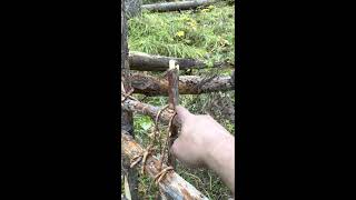 Boreal Forest Bushcraft 101  Canadian deadfall treadle deadfall trap [upl. by Tran412]