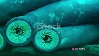 Lamprey The Jawless Fish [upl. by Oivalf]