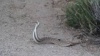 Two Rattlesnakes Fighting over dominance of a female rattlesnake [upl. by Joselow]