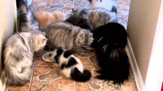 Persian Cats Feeding Time [upl. by Nilatak]