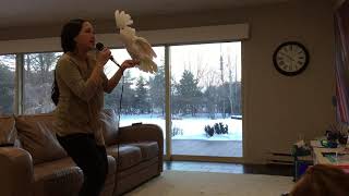 Karaoke duet with a Parrot  Umbrella Cockatoo Kiku [upl. by Lenhard262]