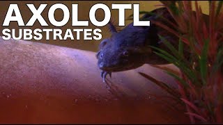 Axolotl Substrate Options  Axolotl Care for Beginners [upl. by Tdnerb]