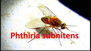 Phthiria subnitens by Theo [upl. by Eussoj]