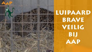 Luipaard Brave gered uit de oorlog in Oekraïne  Stichting AAP [upl. by Nnel992]