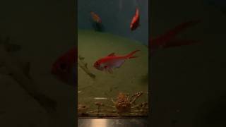 キンメダイ 葛西臨海水族園 Splendid alfonsino [upl. by Riha]