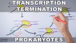 Transcription Termination in Prokaryotes [upl. by Stenger]