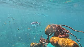 Crocodile longtom Garfish are often seen from the boat when they leap out of the water Thailand 4K [upl. by Stefanie793]