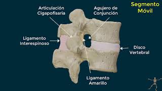 Movimiento de la columna vertebral Biomecánica de las vértebras [upl. by Sharia113]