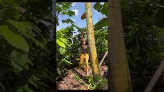 Cosechando papayas papaya naturaleza comida frutas camp amoelcampo [upl. by Merola]