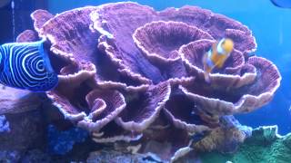 Marine reef montipora sps aquarium [upl. by Ydeh]