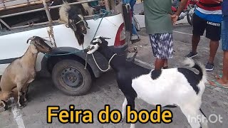 feira do bode em desterro Paraíba [upl. by Pryce]