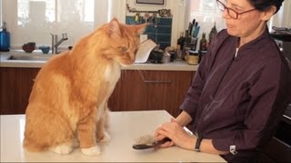 Maine Coon Cat Grooming with The Pet Maven [upl. by Libb]