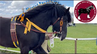 YOUNG STALLIONS National Shire Horse Show in ENGLAND Episode 6 Apollo The Shire [upl. by Knuth880]