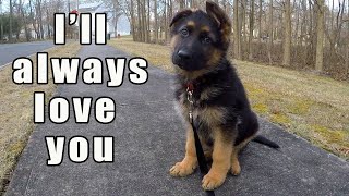 German Shepherd Puppy  Watch this before getting one [upl. by Franklyn]