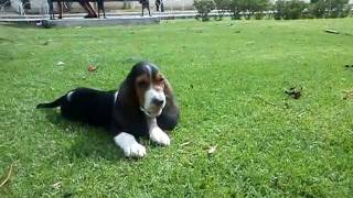 Cachorrito Hush Puppies Basset Hound [upl. by Alaine]