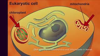 Endosymbiotic Theory Review Song [upl. by Hertzog]