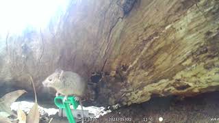 Mouse Camera Trap Footage [upl. by Narot576]