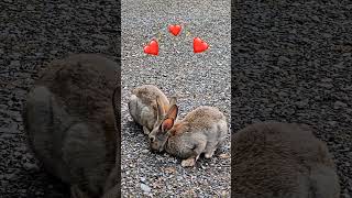 Cute Wild Cottontails😍🐰😊 [upl. by Aneek]