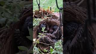 Bird babies youtubeshortslovebirdsbabynaturenest [upl. by Newmark]