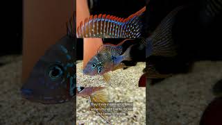 The Ellioti Cichlid Thorichthys Ellioti [upl. by Alurta576]