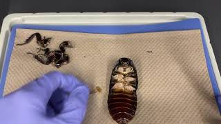 BIO153 Madagascar Hissing Cockroach Dissection [upl. by Quennie394]